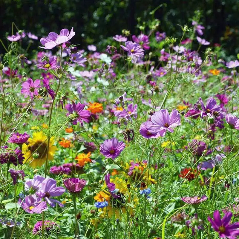 Wildflower Seed Mix for Butterflies & Hummingbirds, Non-GMO, 1000+ Heirloom Seeds, Native USA Flowers, Pollinator Garden Seed Packet