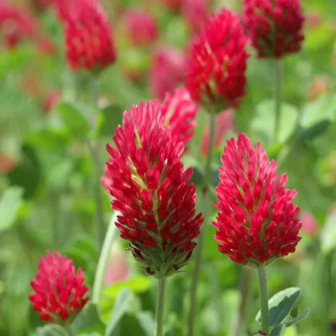 Crimson Clover Seeds - Italian Blood Red - Trifolium incarnatum - Cover Crop, Wildflower, Garden Flower, 100 Seeds