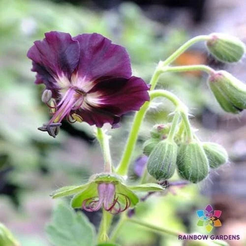 Taff's Jester Geranium Seeds - 25+ Pack, Pelargonium x hortorum, Vibrant Multi-Color Flowers, Garden, Container, Hanging Basket