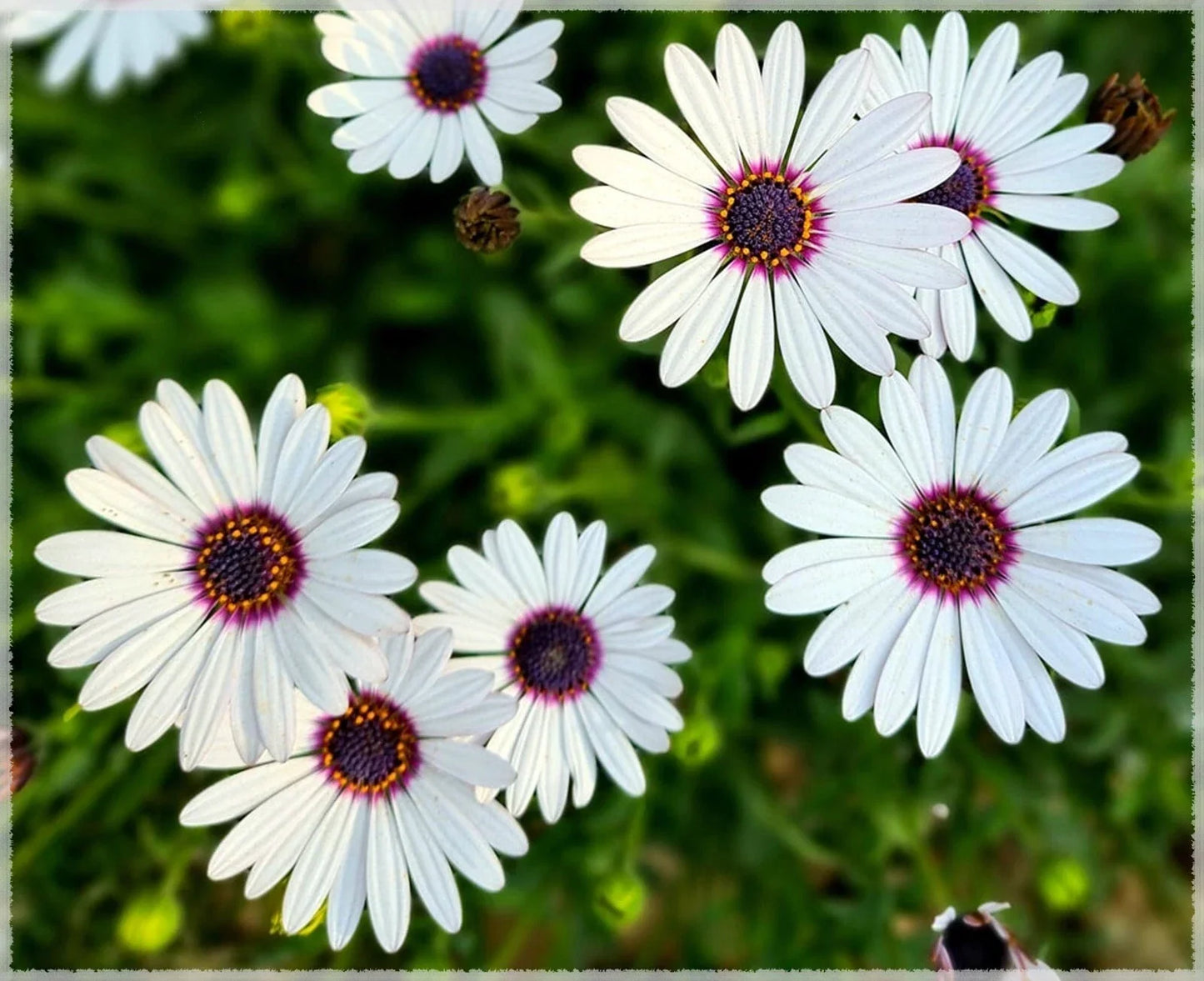 White Cape Daisy Seeds - Trailing African Daisy - Blue-Eyed Flower - Arctotis stoechadifolia - Full Sun, Drought Tolerant, Ground Cover
