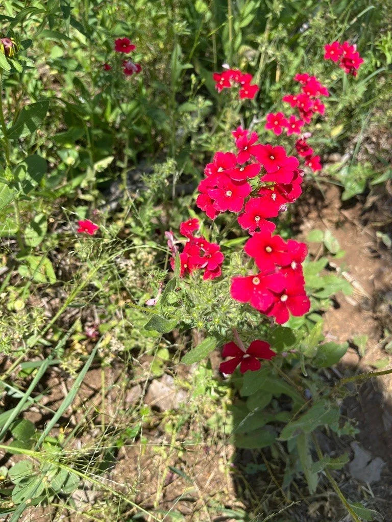 Red Scarlet Phlox Seeds - 500+ Non-GMO Flower Seeds for Pollinators - Phlox drummondii, Attracts Bees & Butterflies, Full Sun, Easy to Grow