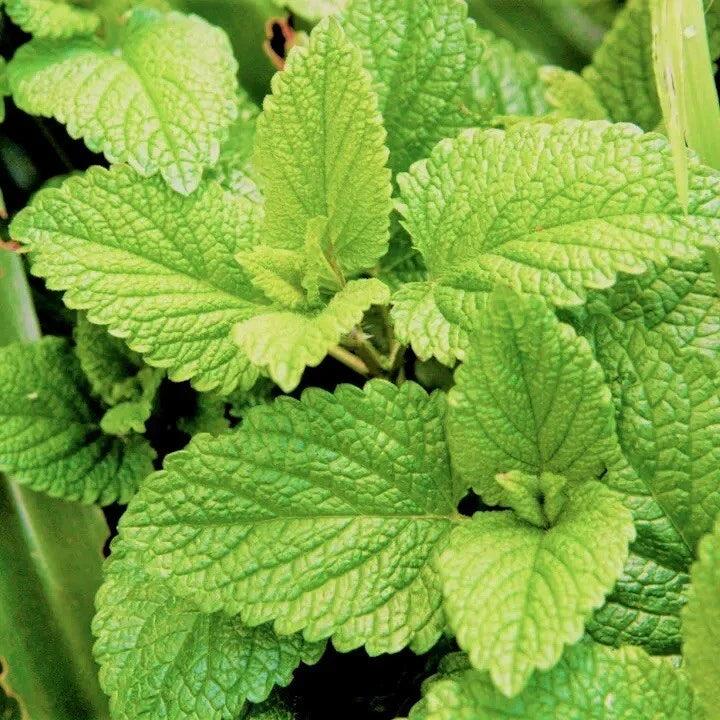 Spearmint Seeds - 100 Non-GMO Mentha spicata Herb for Culinary, Tea & Aromatic Gardening