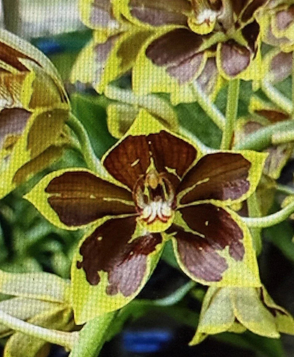 Small Rooted Orchid Plant Bulb - Bare Root Variety for Repotting - Orchidaceae Indoor Flowering Plant