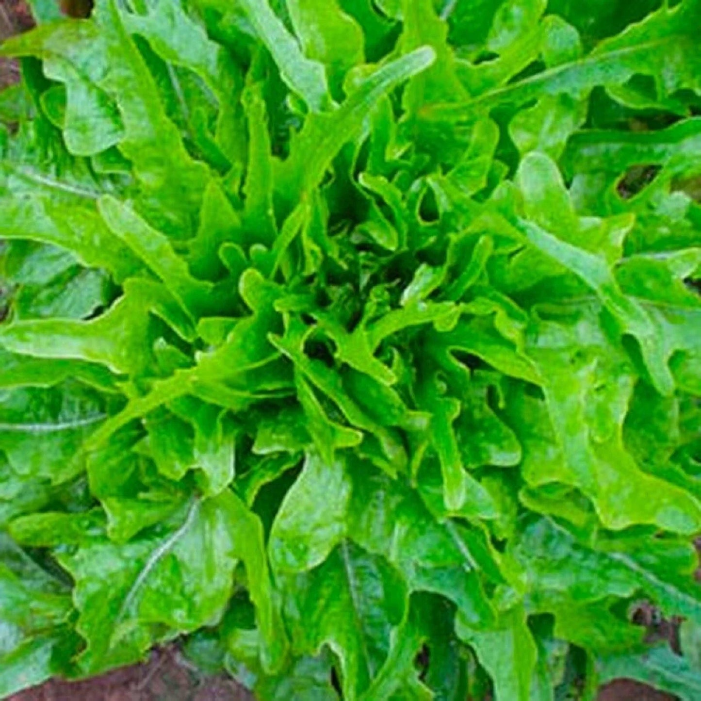Royal Oakleaf Lettuce Seeds 500+ Non-GMO Heirloom Lactuca sativa for Garden Planting