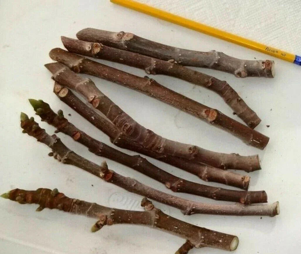 Fig Tree Cuttings 3 Pack Malta Black Ficus carica Cold Hardy Zone 6-11, Sweet Delicious