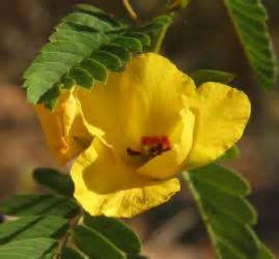 Partridge Pea Seeds - 50 Fresh Yellow Flower Seeds - Chamaecrista fasciculata - Attract Pollinators & Wildlife - Free USA Shipping