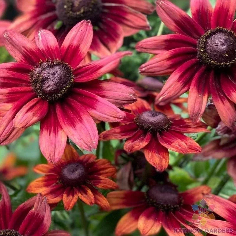Cherry Brandy Rudbeckia Seeds – 200+ Non-GMO Perennial Flower Seeds for Garden, Rudbeckia hirta, Vibrant Red and Yellow Blooms