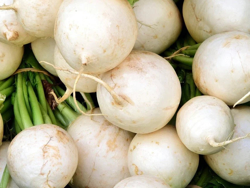 White Beauty Radish Seeds - Heirloom Variety - Raphanus sativus - Fast Germination, Non-GMO, Multiple Packet Sizes Available