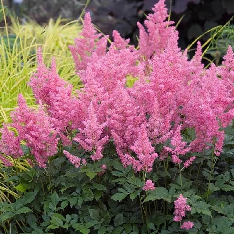 Astilbe Plant Fully Rooted 2-Year-Old Pink Flowers for Shade Gardens, Astilbe spp.