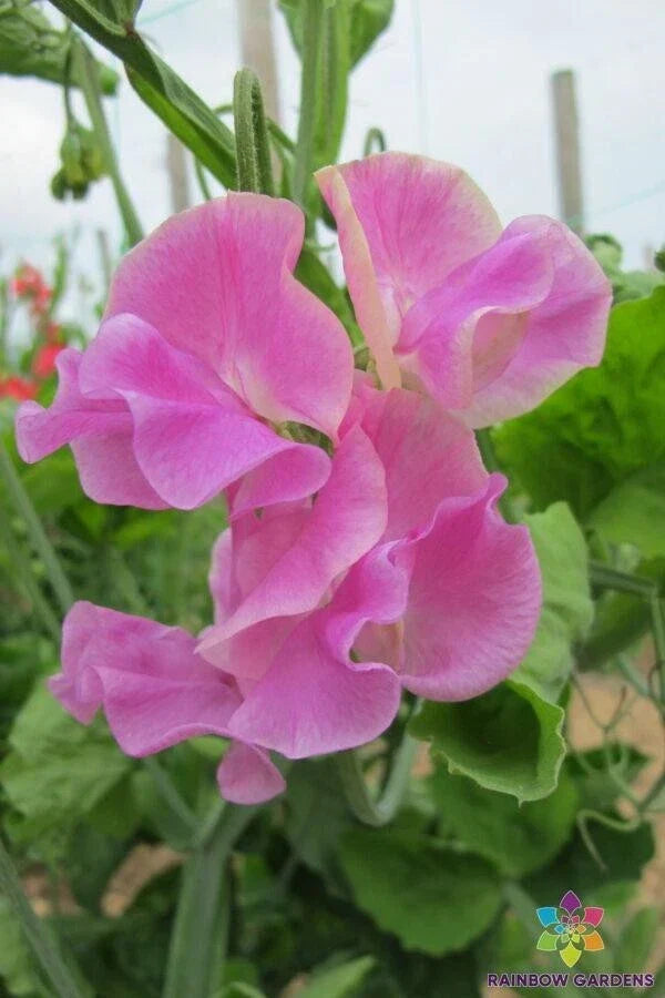 Bobby Chisholm Sweet Pea Seeds – 50+ Pack, Fragrant Annual Climbing Vine, Lathyrus odoratus, USA Grown, Garden Planting
