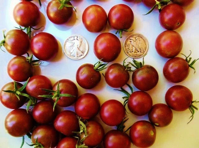 Black Cherry Tomato Seeds - Heirloom Solanum lycopersicum - Sweet Cherry Tomato Pack of 30 Seeds for Home Gardening