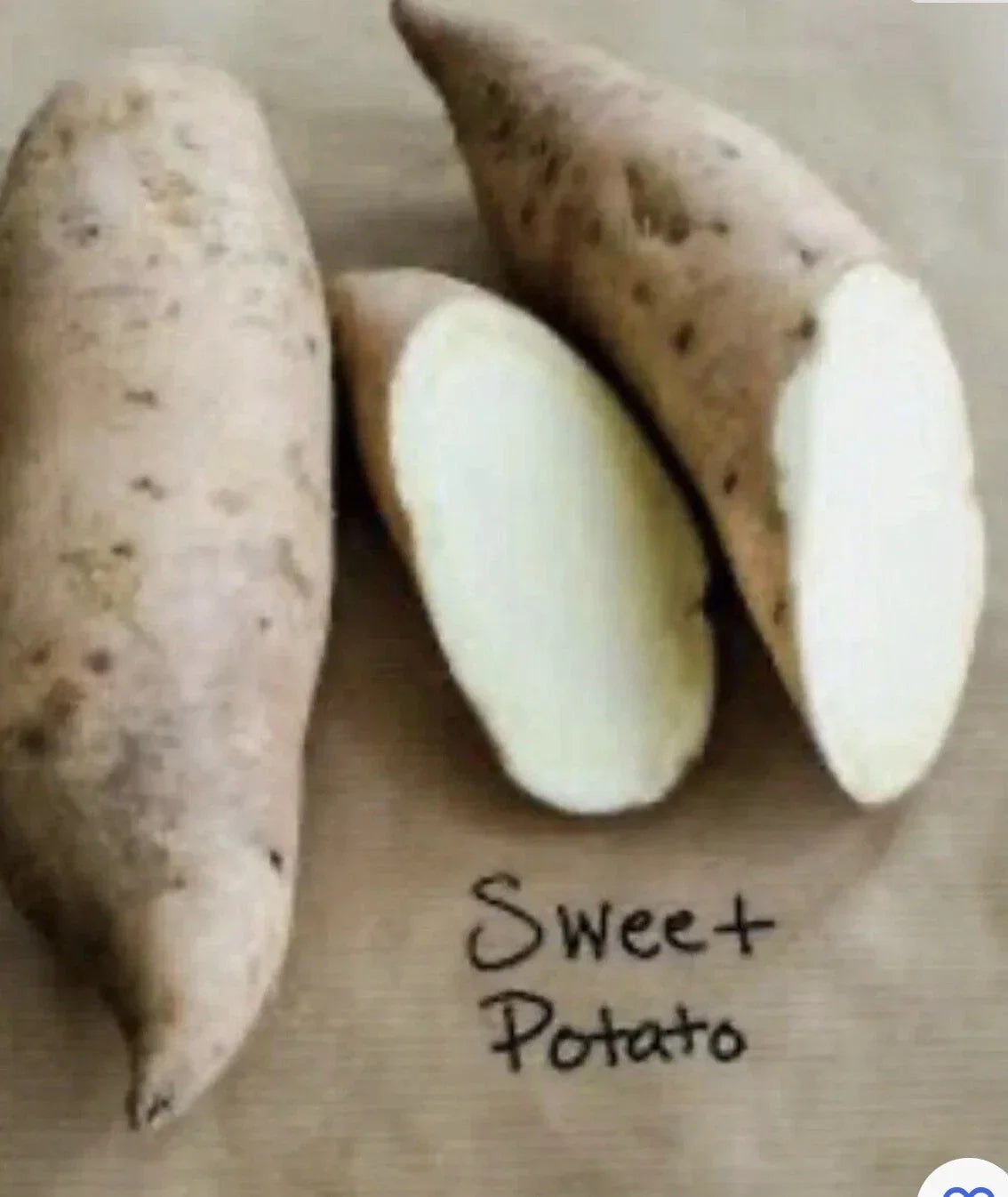 Sweet Potato Plants - 5 Rooted Cuttings Vine with Pot - Ipomoea batatas Edible Tubers and Greenery