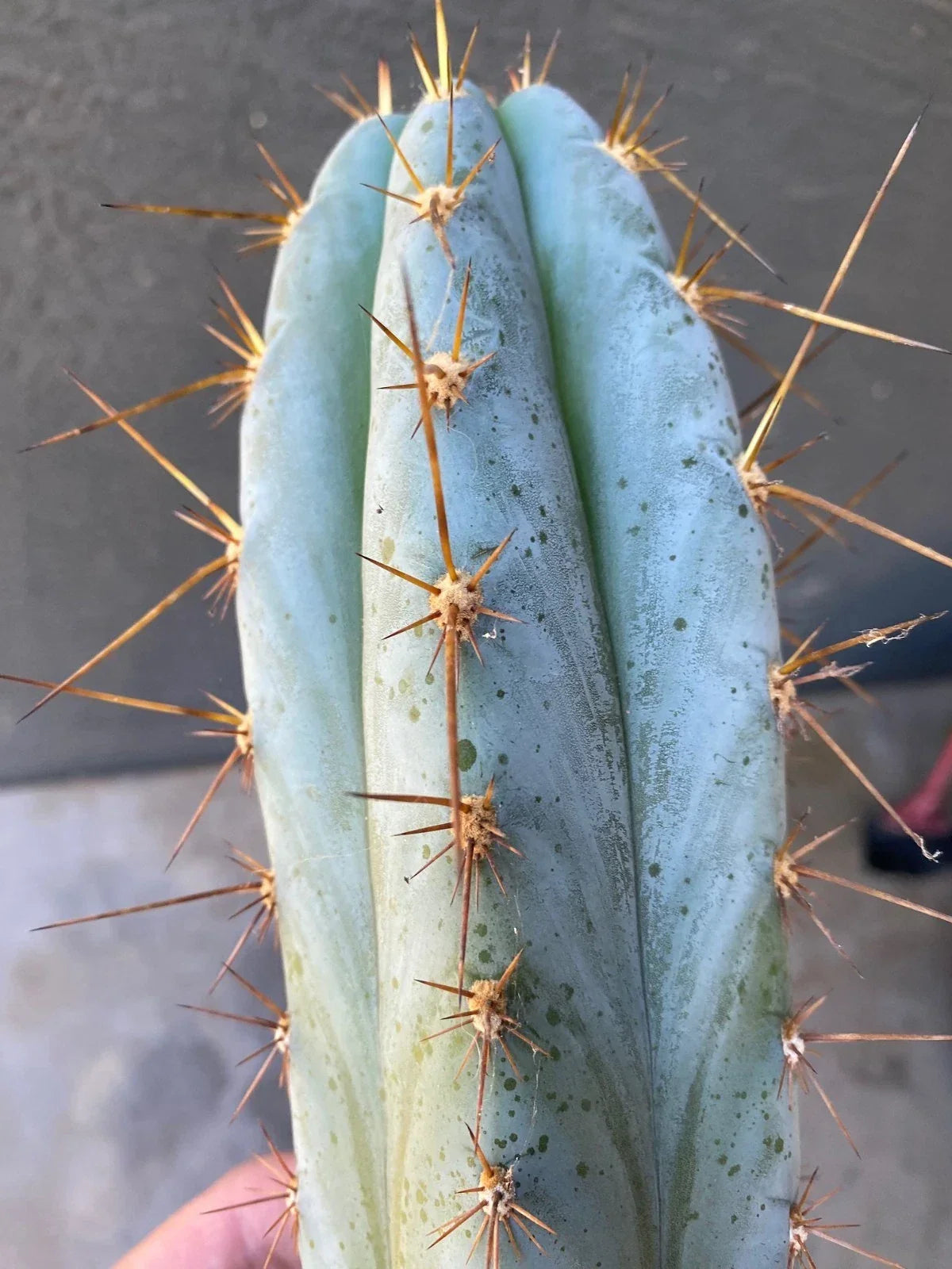 Echinopsis Icaros Cutting – 15 Inch Unique Cactus Variety for Plant Lovers, Easy Care Succulent