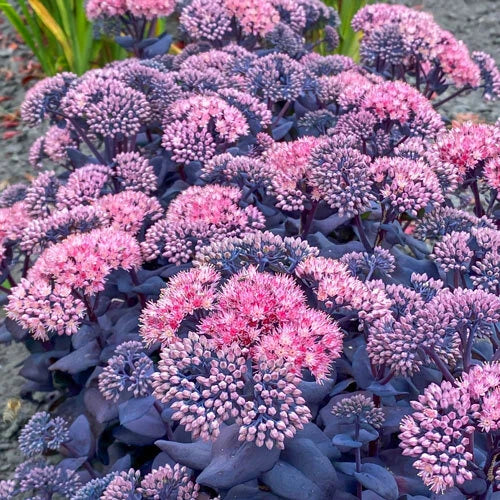 Sedum Mojave Jewels Sapphire Plant - Hardy Perennial Succulent for Gardens, Drought Tolerant Ground Cover, Summer Blooms, Container, Rock Garden