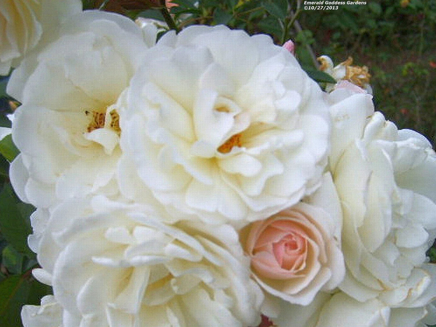 Climbing Rose Plant, Double White Blooms, Own Root, Repeat Bloomer, Rosa 'Prom Queen' Antique Variety