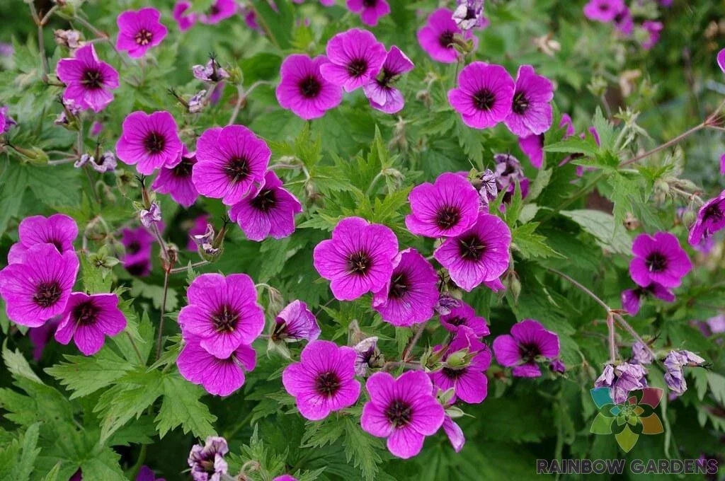 Bressingham Flair Geranium Seeds - 25+ Pack - Vibrant Pelargonium x hortorum for Garden Planting - USA