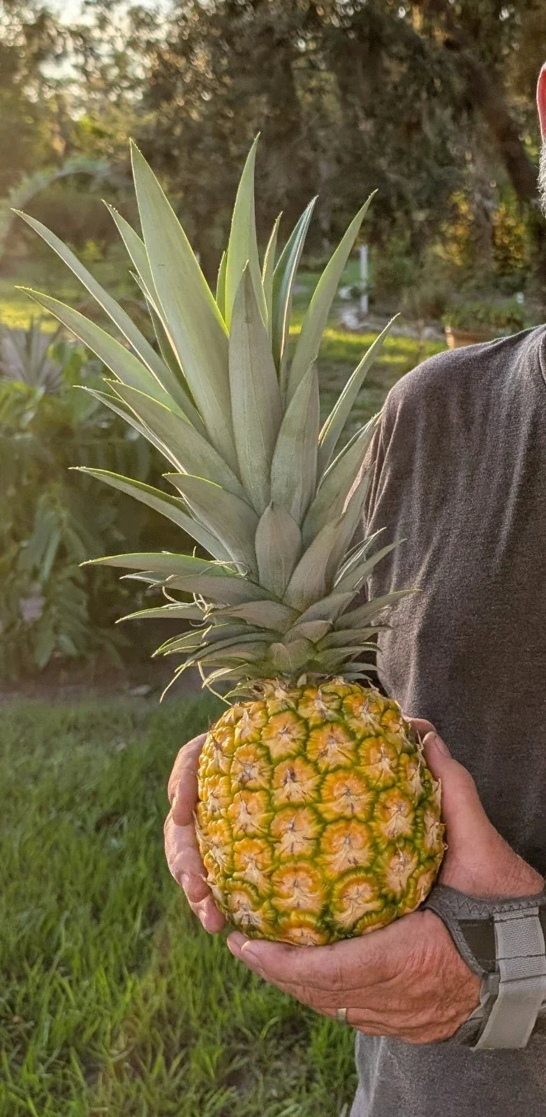 Pineapple Live Starter Plants 3 Pack MD2 Super Sweet Honey Gold Ananas comosus Tropical Garden