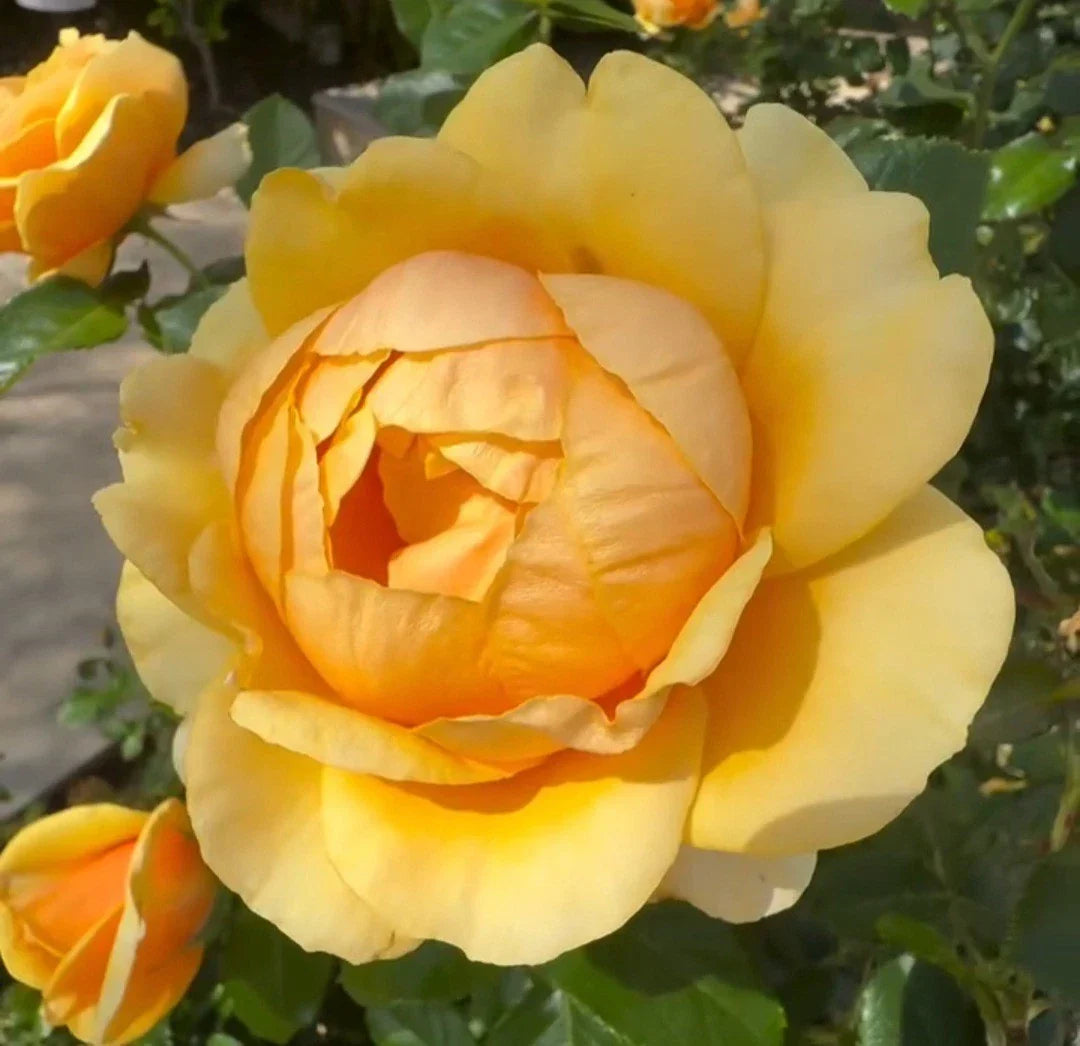 Yellow Rose Cuttings, 3 Fresh Unrooted Propagation Cuttings, Rosa spp., 5-8 Inches Long, Garden Flowering Plant