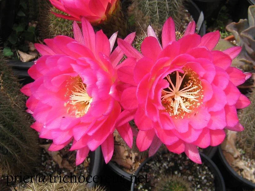 Trichocereus Grandiflorus Cactus 4.5" Pot with 5-Inch Pink Flowers, Show-Stopper Succulent, Echinopsis grandiflora
