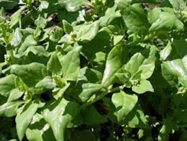 Heirloom Spinach Seeds, Non-GMO, New Zealand Variety, Tetragonia expansa, 100+ Seeds for Home Gardens