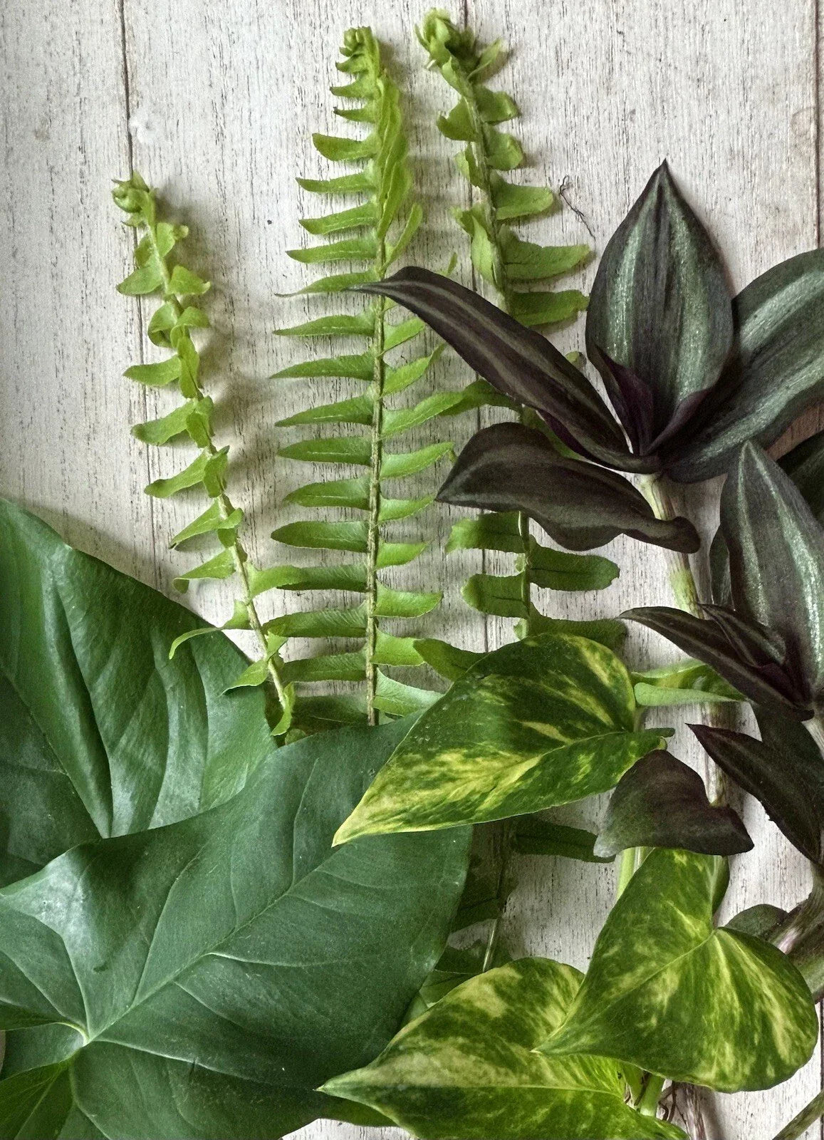 Rooted Plant Cuttings Set - 16 Varieties for Propagation, Gardening & Indoor Decor - Easy-to-Care-for, Biodiversity Boost