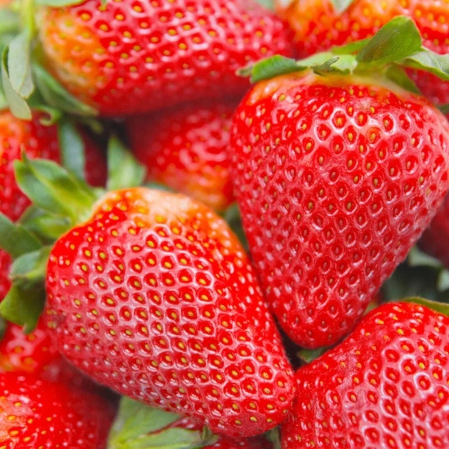 Cream Strawberry Seeds 200 pcs - Hardy Perennial Herb Fragaria × ananassa for Fall & Spring Planting