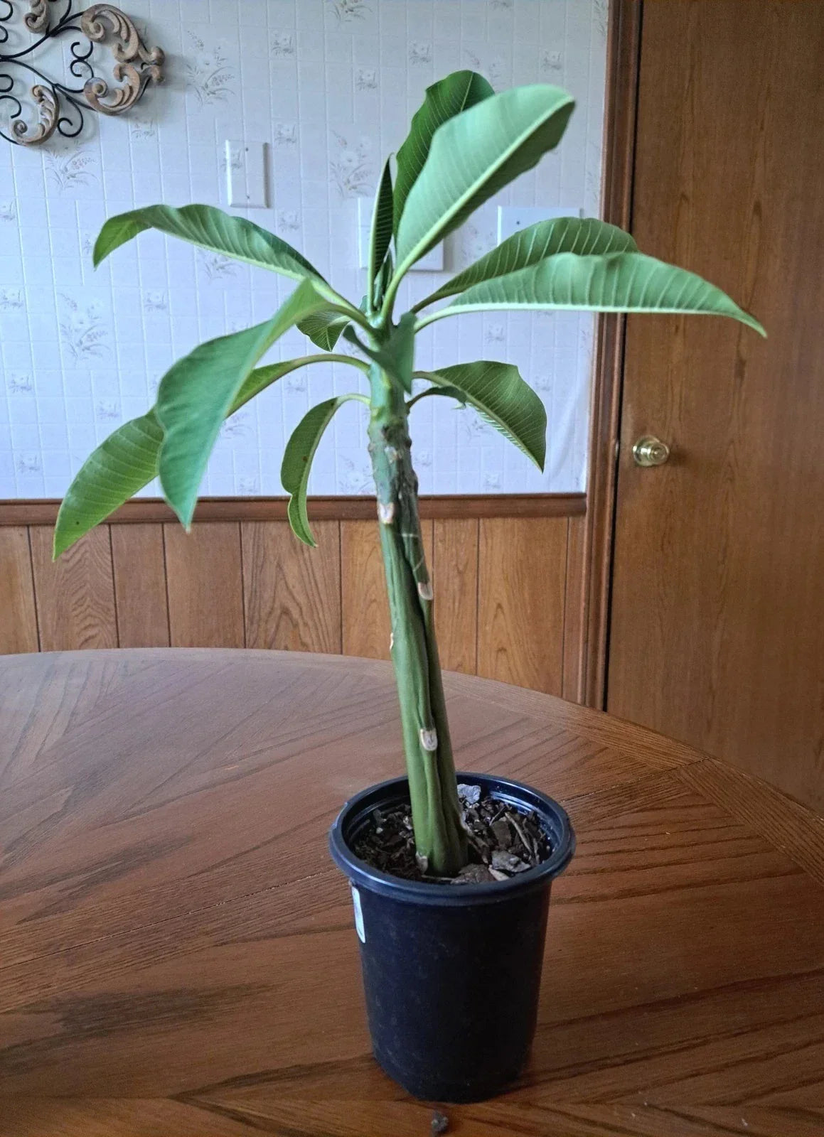 Live Plumeria Plant 15" White Frangipani Tropical Flowering Garden Indoor Outdoor (Plumeria spp.)
