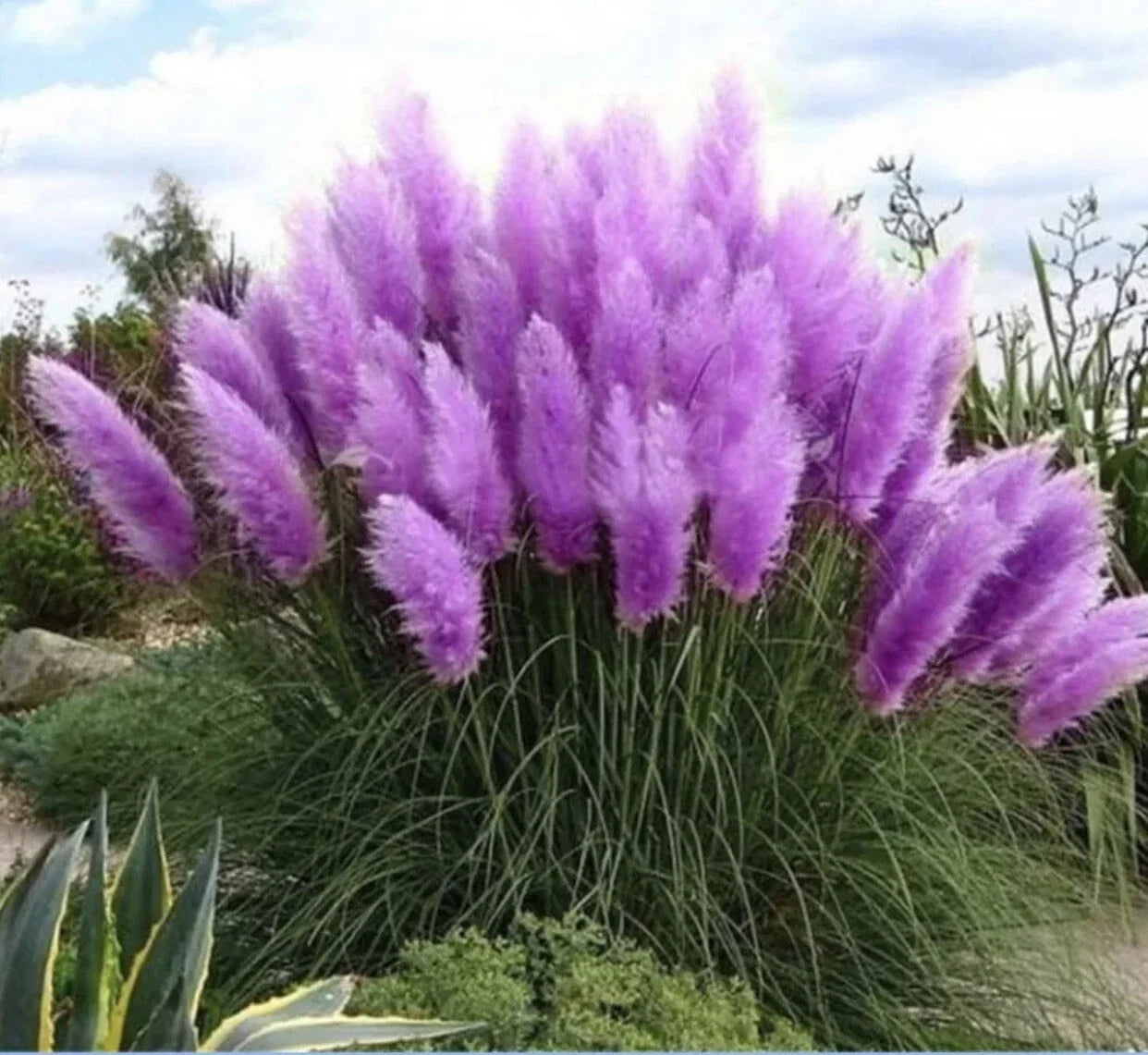 Purple Pampas Grass Plugs - 4 Pack, Ornamental Cortaderia selloana, Vibrant Feathery Plumes for Garden Borders and Landscaping