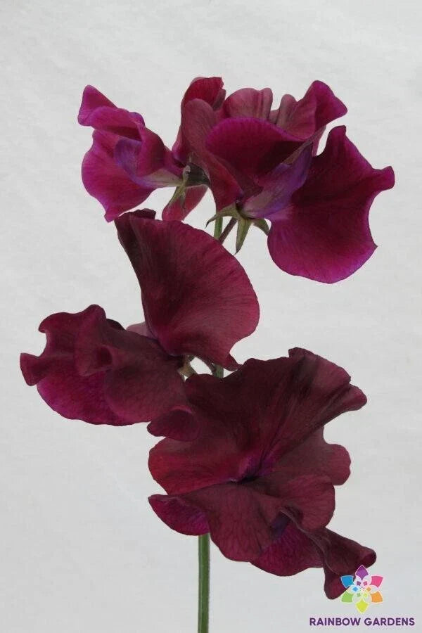Maroon Sweet Pea Seeds – 50+ Lathyrus odoratus Climbing Vines for Garden Borders, Fences, and Bouquets