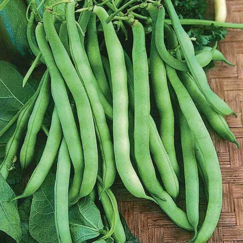 Provider Bean Seeds 50 Count Heirloom Bush Green Vegetables Phaseolus vulgaris for Home Garden