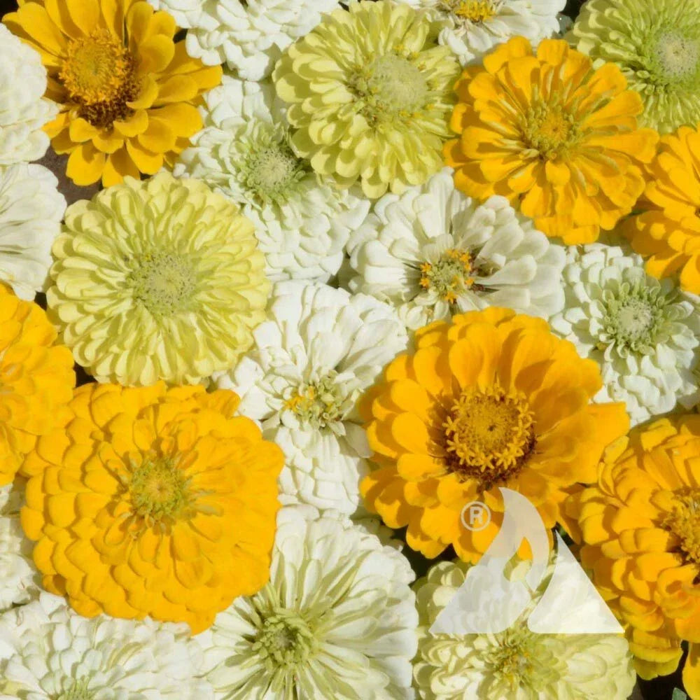 Zinnia Seeds Mix Lemon Meringue Variety for Pollinators & Butterflies - Non-GMO, 200 Seeds, Vibrant Yellow & Cream Flowers, Zinnia elegans