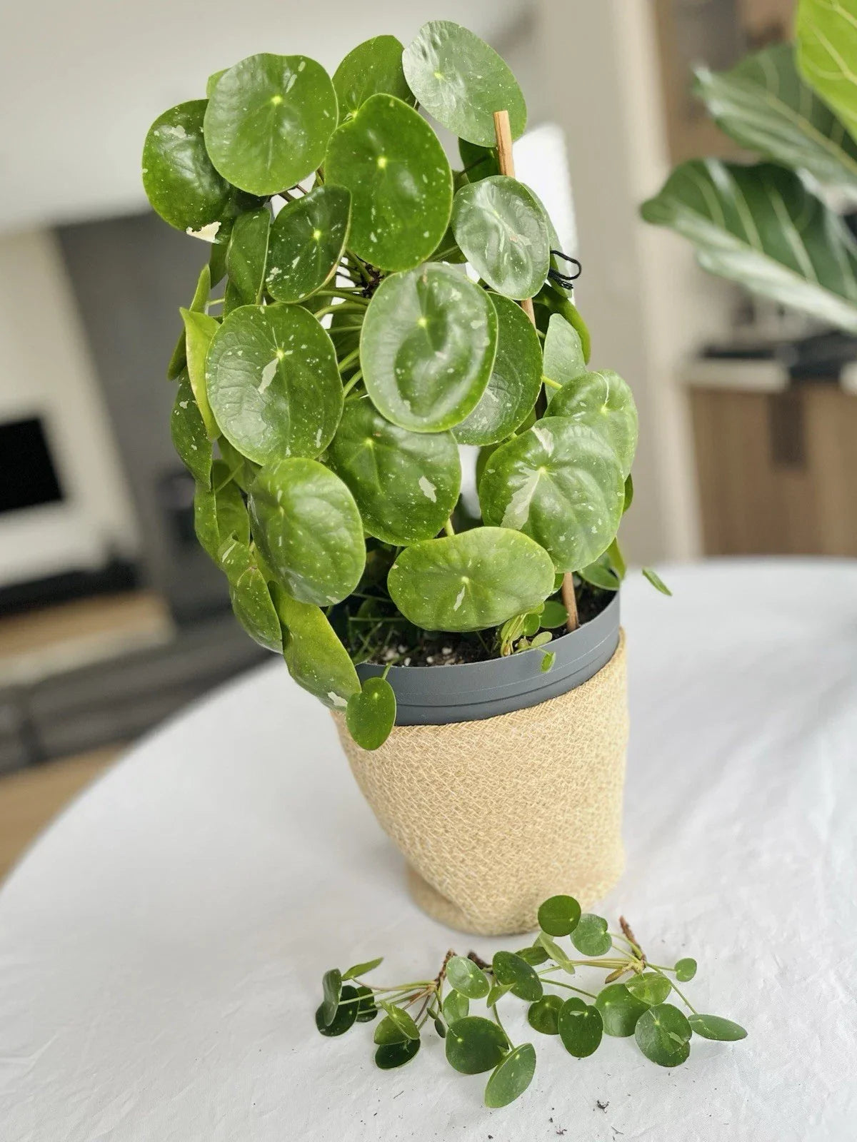 Rare Variegated Pilea Peperomioides White Splash Fresh Cuttings – Unique Indoor Houseplant for Home Decor