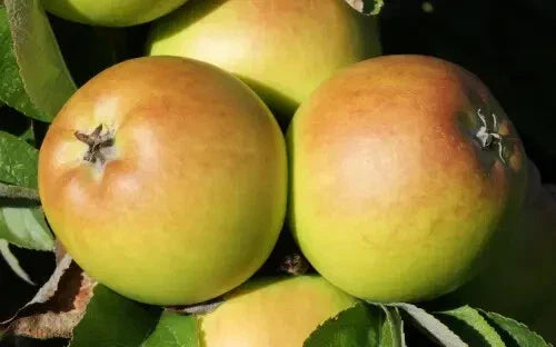 Sturmer Pippin Apple Seeds - Heirloom Malus domestica for Backyard Gardening - 25+ Non-GMO Fruit Seeds
