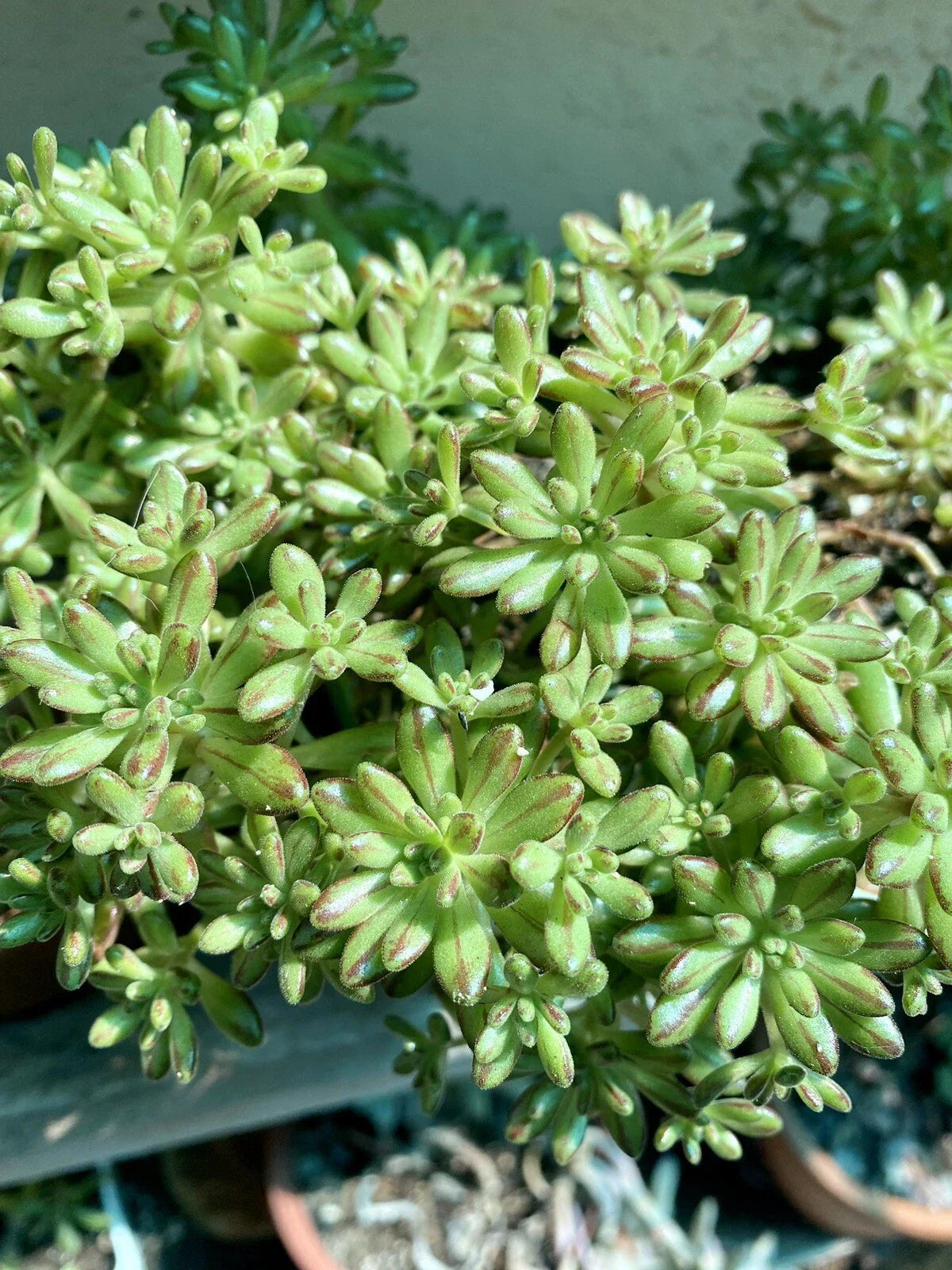 Aeonium Sedifolium Variegated Cuttings | Dwarf Succulent | 10 Branches | Easy Care Indoor Outdoor Plant