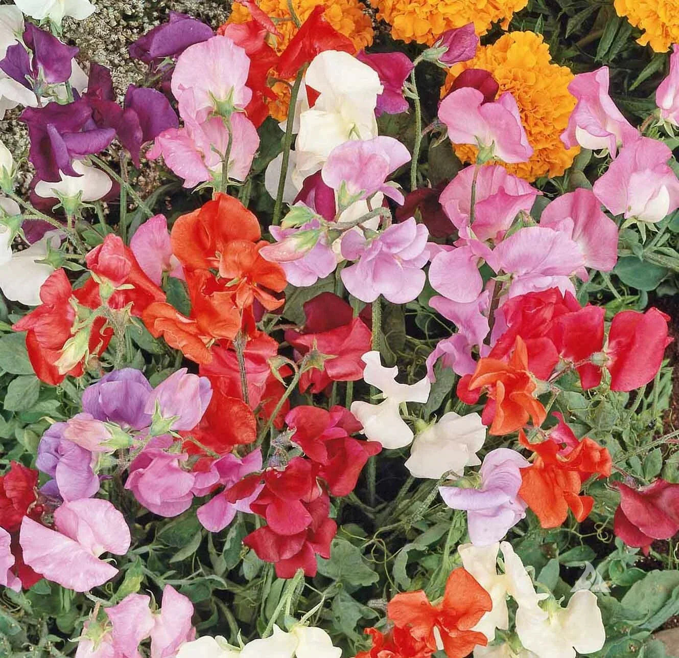 Sweet Pea Seeds Mix - 36" Dwarf Vine, Non-GMO, Lathyrus odoratus, Container Planting, Fragrant Blooms, Pollinator Attractant