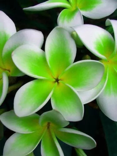 Plumeria Seeds - 5 Green White Hawaiian Fragrant Perennial Flowers - Tropical Garden Plants - Plumeria spp.