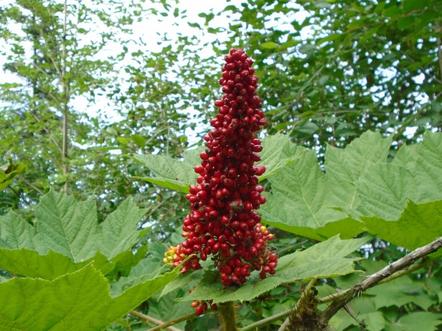 Devil's Club Live Root for Planting, Wild Harvested from Alaska, Oplopanax horridus, Native Plant, Herbal Garden, Shade Garden