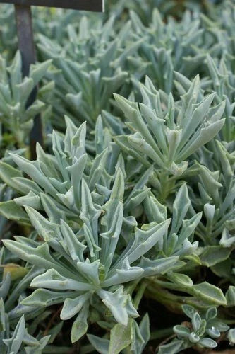 Senecio Spear Plant Cuttings 5+ Inches, Rare Succulent Kleiniformis, Healthy 3-Pack for Propagation and Indoor Gardening