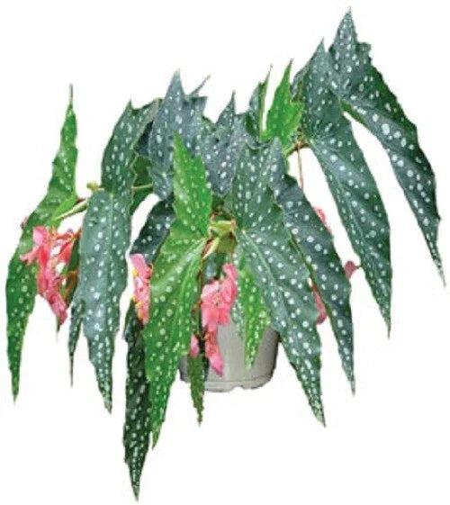 Angelwing Begonia Starter Plant in Pot - My Special Angel Variety - Begonia coccinea - Rooted Houseplant for Indoor Garden