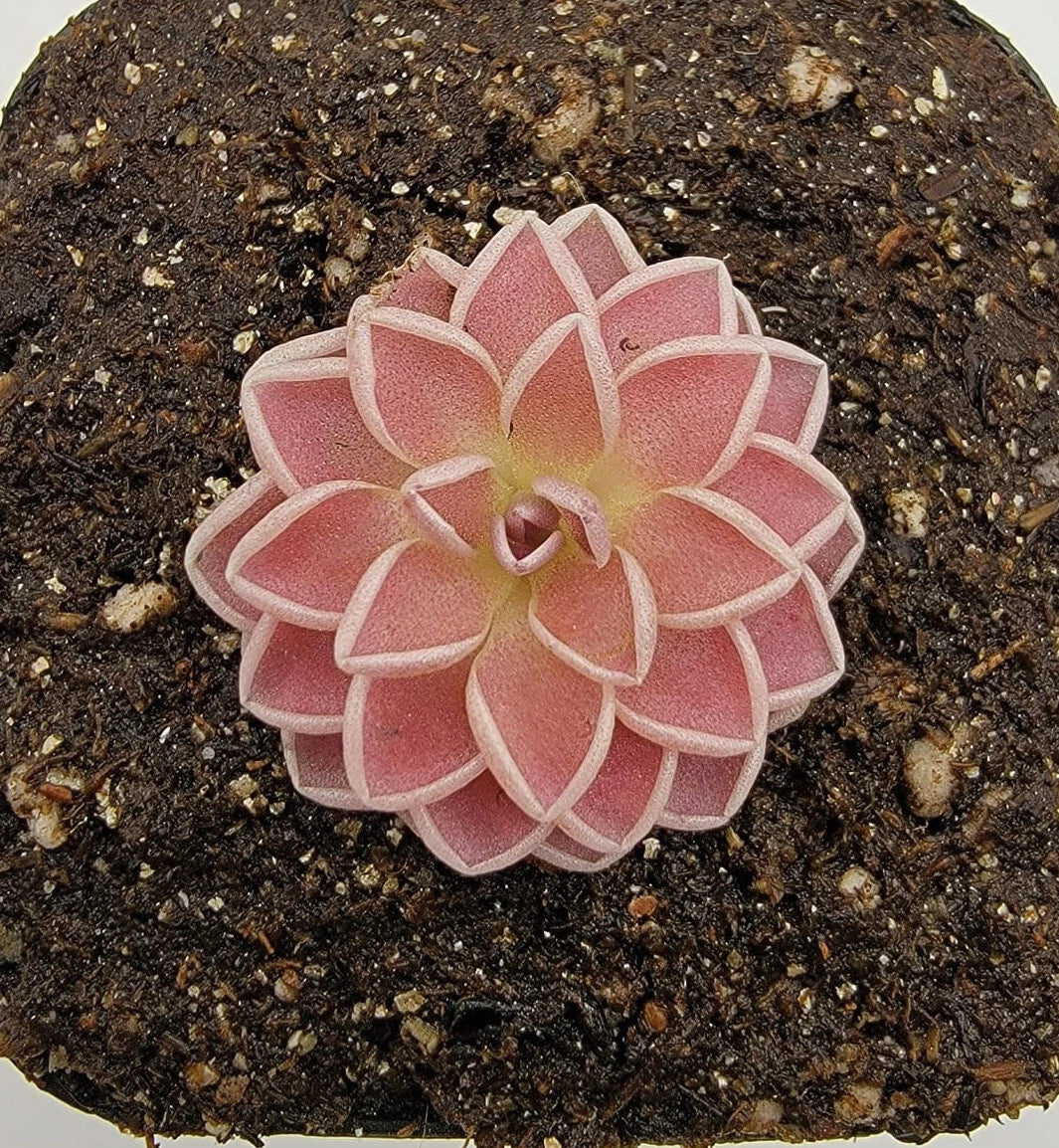 Pinguicula ehlersiae Butterwort Seeds – Carnivorous Houseplant for Indoor Gardens & Terrariums