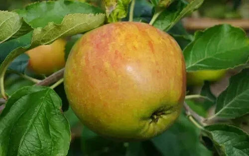 Sir Isaac Newton Apple Seeds - Heirloom Malus domestica - Garden Planting, Fruit Tree Seeds, USA, 25+ Seeds
