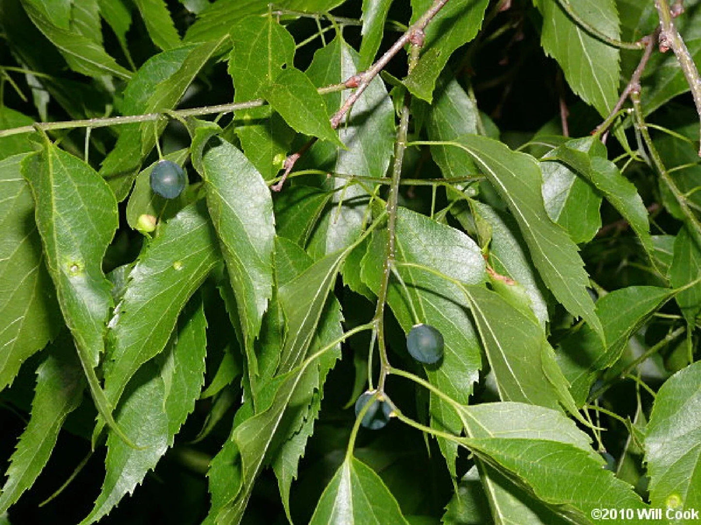 Sugarberry Tree Seeds 10 Pack Celtis laevigata First Year Fruit Edible Berries Wildlife Attracting