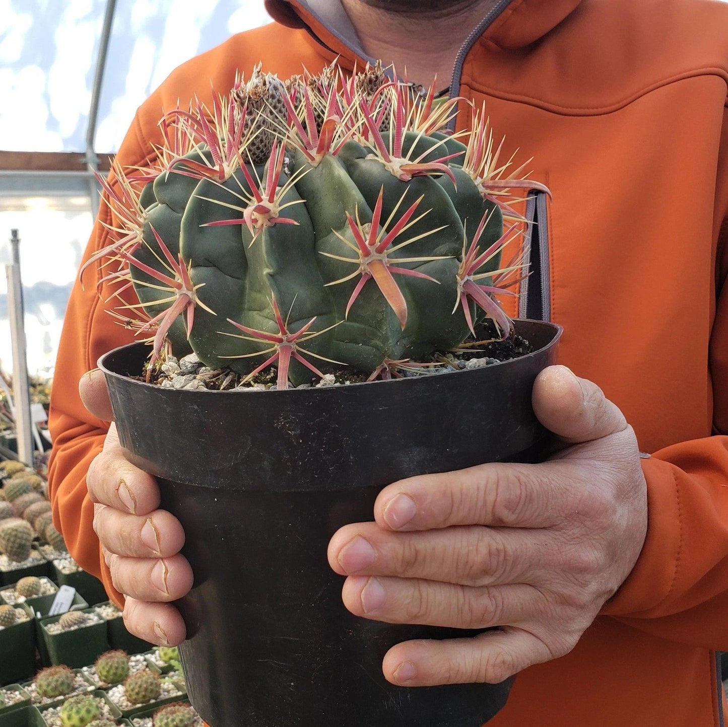 Devil's Tongue Cactus Plant - Live Succulent with Unique Spines - Ferocactus latispinus Indoor Outdoor Decor