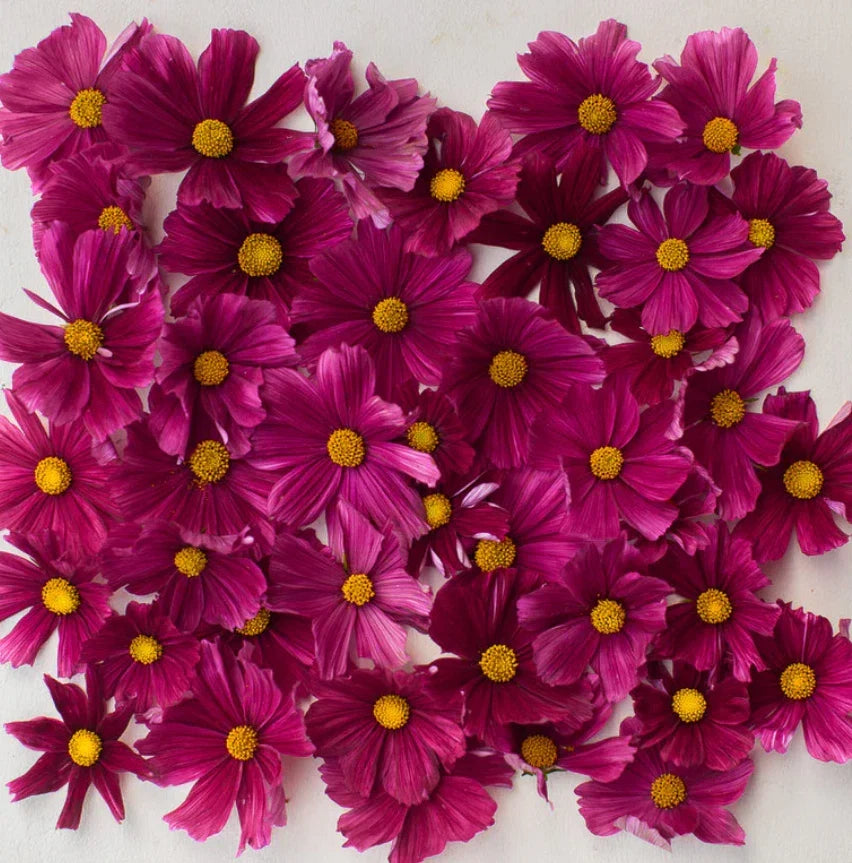 Cosmos Seeds 100 Count Dwarf RUBENZA Ruby Red Cosmos bipinnatus Pollinator-Friendly, Non-GMO, Easy to Grow