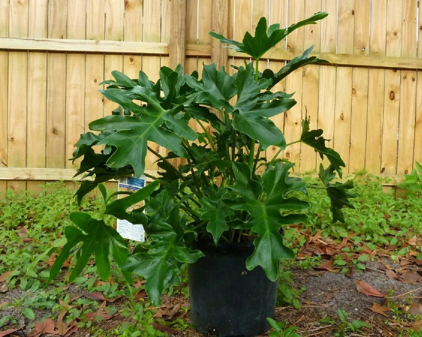 Split Leaf Philodendron Seeds - 10 Pack, Philodendron selloum, Tropical Houseplant Seeds, Indoor & Outdoor Gardening