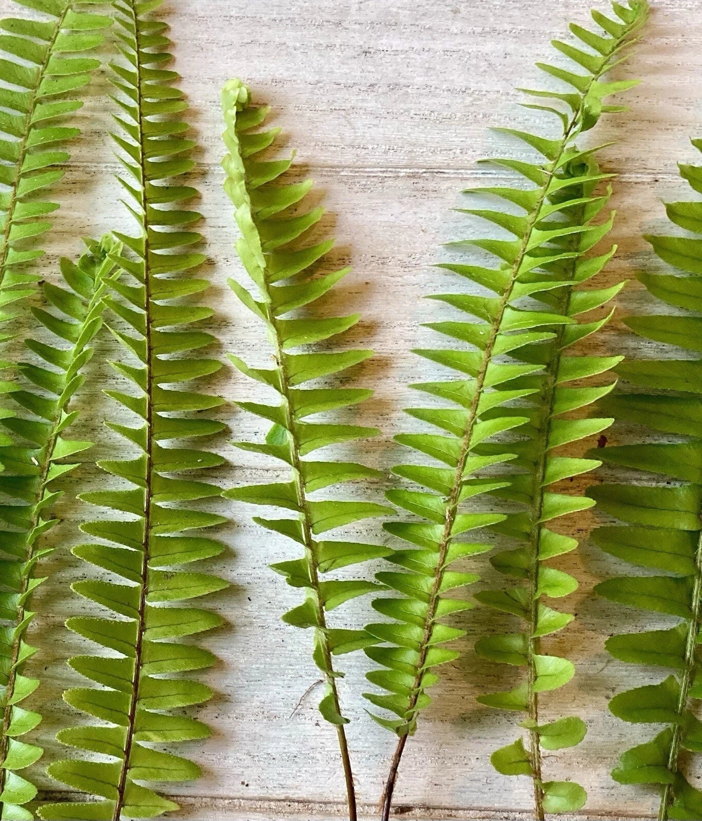 Bare Root Ferns 25 Pack – Hardy Landscaping Ferns for Gardens – Easy to Grow Shade Garden Plants
