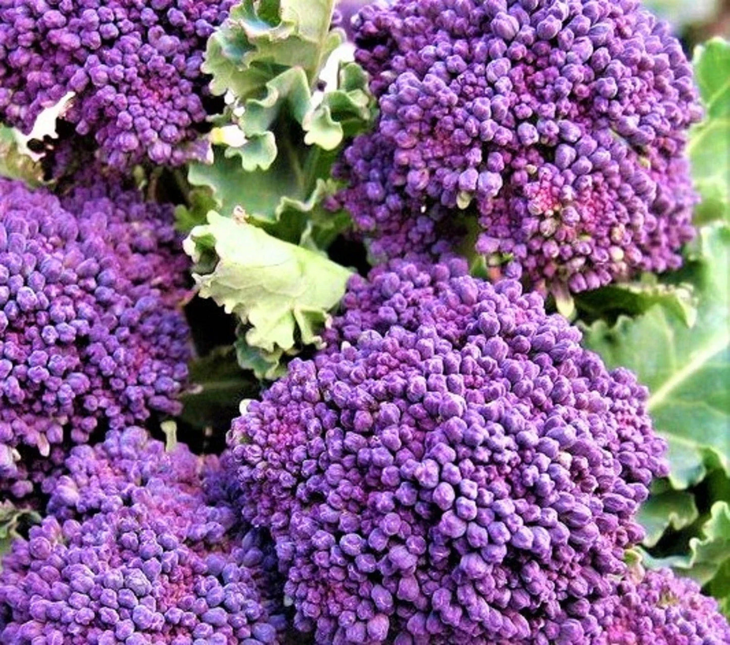 Early Purple Sprouting Broccoli Seeds – Non-GMO Heirloom Brassica oleracea, 300+ Seeds for Garden, Container, and Vegetable Planting