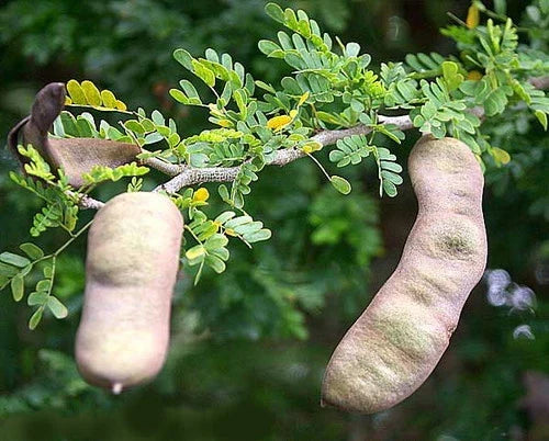 Fresh Texas Ebony Tree Seeds - 20 Drought-Tolerant Native Seeds for Landscaping - Ebenopsis ebano, Fabaceae