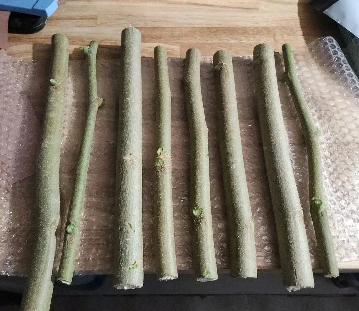 Moringa Oleifera Cuttings and Seeds | Non-GMO Horseradish Drumstick Tree | Nutritious Leaves, Fast Growing