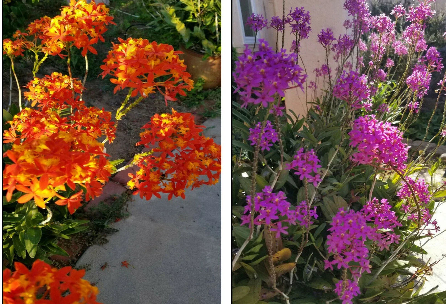 Epidendrum Orchid 5pcs Rooted Plants Orange Yellow Purple Cluster Flowers Tropical Houseplant Epiphyte